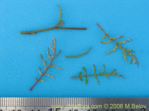 Image of Schizanthus litoralis (Mariposita costera). Click to enlarge parts of image.