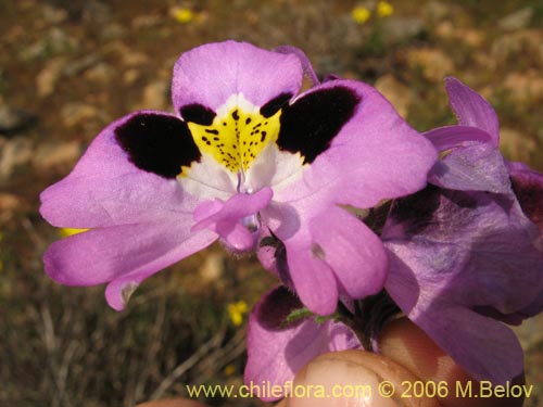 Фотография Schizanthus litoralis (Mariposita costera). Щелкните, чтобы увеличить вырез.