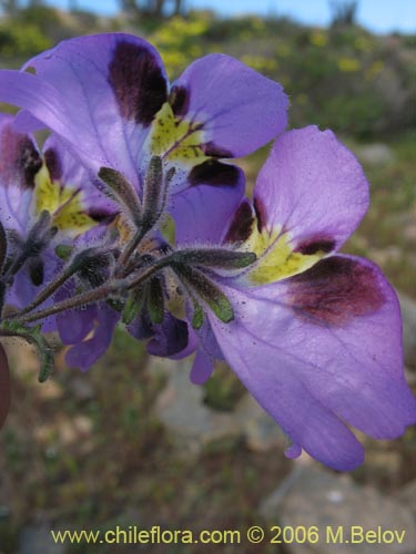 Фотография Schizanthus litoralis (Mariposita costera). Щелкните, чтобы увеличить вырез.