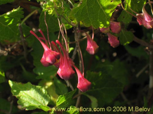 Tropaeolum tricolor的照片