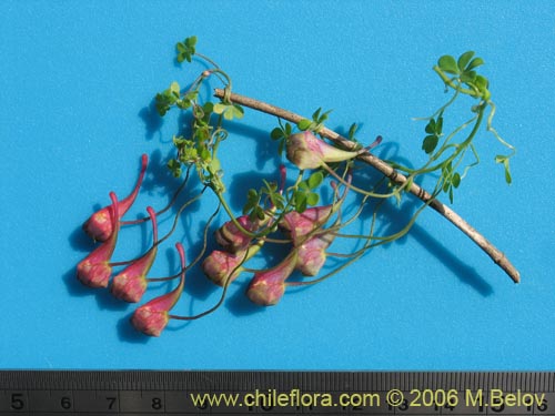 Image of Tropaeolum tricolor (Soldadito rojo / Relicario). Click to enlarge parts of image.