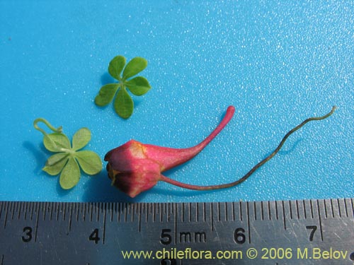 Image of Tropaeolum tricolor (Soldadito rojo / Relicario). Click to enlarge parts of image.