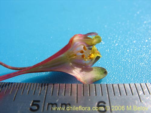 Imágen de Tropaeolum tricolor (Soldadito rojo / Relicario). Haga un clic para aumentar parte de imágen.