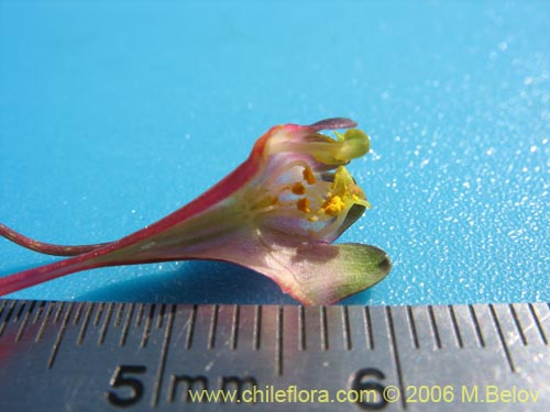 Image of Tropaeolum tricolor (Soldadito rojo / Relicario). Click to enlarge parts of image.