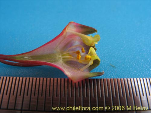 Image of Tropaeolum tricolor (Soldadito rojo / Relicario). Click to enlarge parts of image.