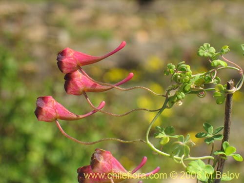 Imágen de Tropaeolum tricolor (Soldadito rojo / Relicario). Haga un clic para aumentar parte de imágen.