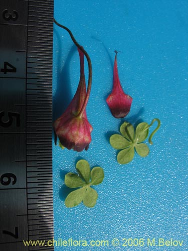 Image of Tropaeolum tricolor (Soldadito rojo / Relicario). Click to enlarge parts of image.