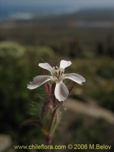 Imágen de Silene gallica (Calabacillo). Haga un clic para aumentar parte de imágen.