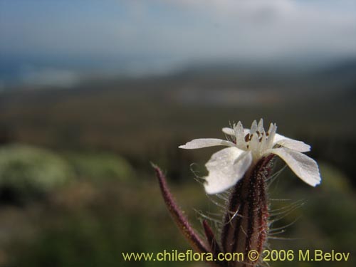 Imágen de Silene gallica (Calabacillo). Haga un clic para aumentar parte de imágen.