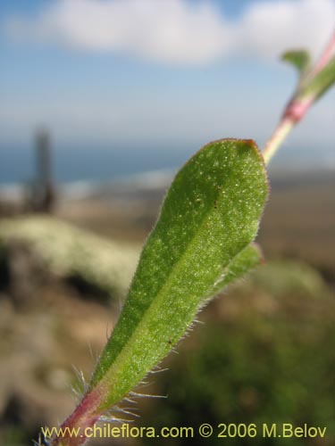 Imágen de Silene gallica (Calabacillo). Haga un clic para aumentar parte de imágen.