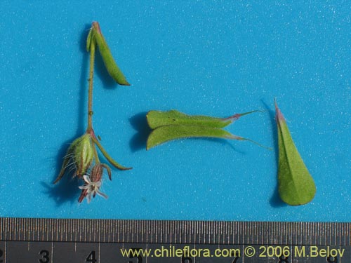 Image of Silene gallica (Calabacillo). Click to enlarge parts of image.