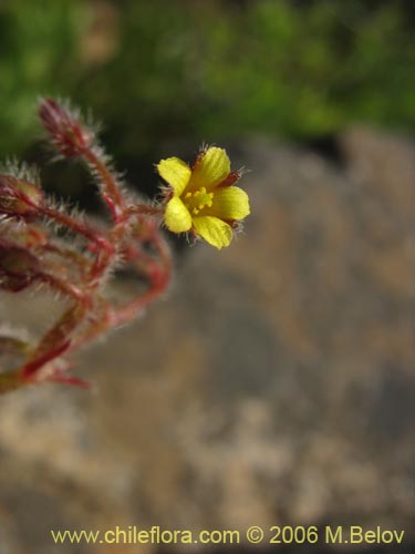 Фотография Oxalis micrantha (). Щелкните, чтобы увеличить вырез.