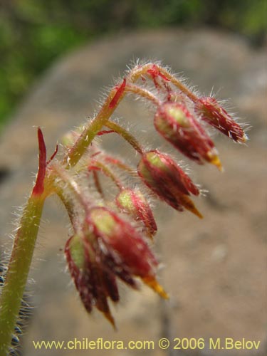 Imágen de Oxalis micrantha (). Haga un clic para aumentar parte de imágen.