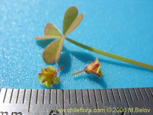 Imágen de Oxalis micrantha (). Haga un clic para aumentar parte de imágen.