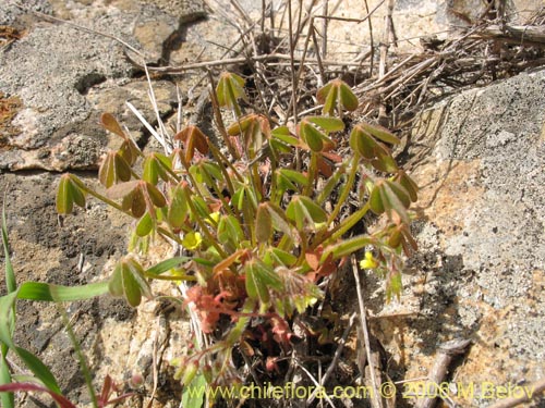 Imágen de Oxalis micrantha (). Haga un clic para aumentar parte de imágen.