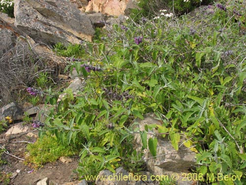 Фотография Sphacele salviae (Salvia blanca). Щелкните, чтобы увеличить вырез.