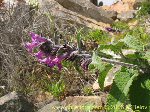 Image of Sphacele salviae (Salvia blanca). Click to enlarge parts of image.