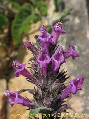 Фотография Sphacele salviae (Salvia blanca). Щелкните, чтобы увеличить вырез.