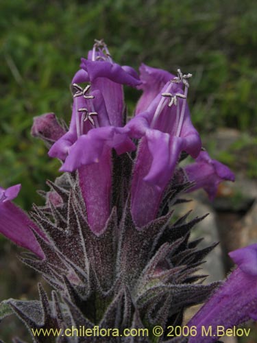 Image of Sphacele salviae (Salvia blanca). Click to enlarge parts of image.