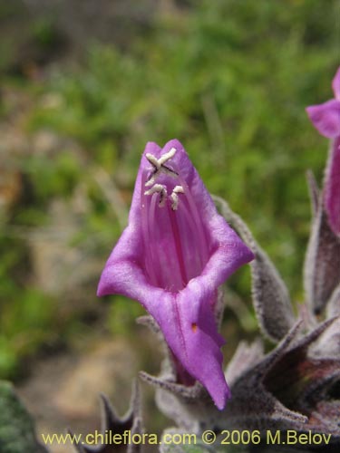 Image of Sphacele salviae (Salvia blanca). Click to enlarge parts of image.