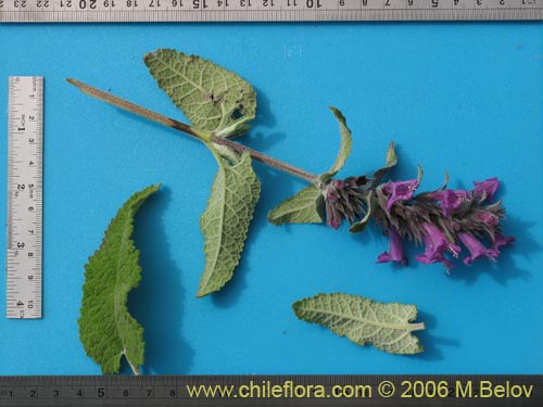 Image of Sphacele salviae (Salvia blanca). Click to enlarge parts of image.