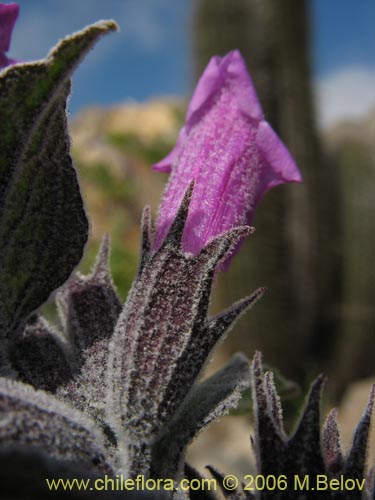 Фотография Sphacele salviae (Salvia blanca). Щелкните, чтобы увеличить вырез.