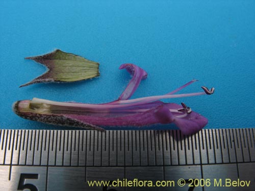 Image of Sphacele salviae (Salvia blanca). Click to enlarge parts of image.