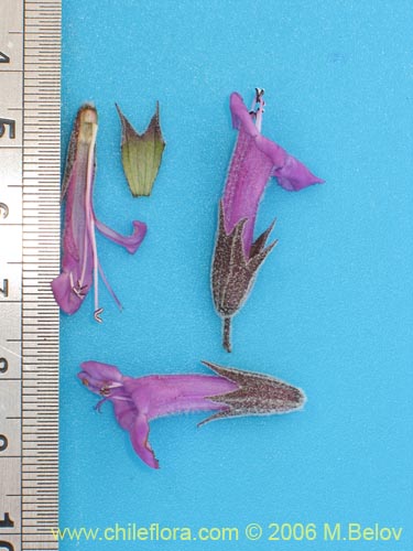 Image of Sphacele salviae (Salvia blanca). Click to enlarge parts of image.