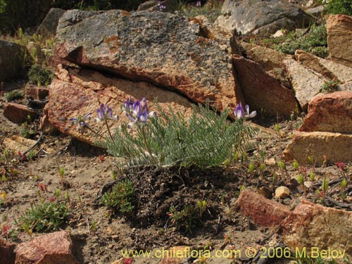 Astragalus sp. #1591의 사진