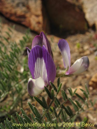 Astragalus sp. #1591의 사진