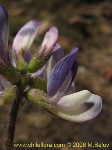 Astragalus sp. #1591的照片