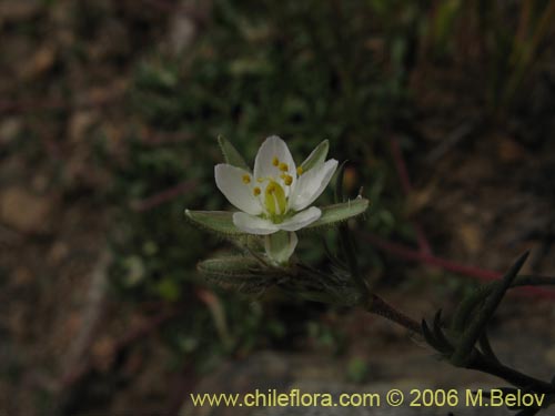 Imágen de Planta no identificada sp. #2376 (). Haga un clic para aumentar parte de imágen.