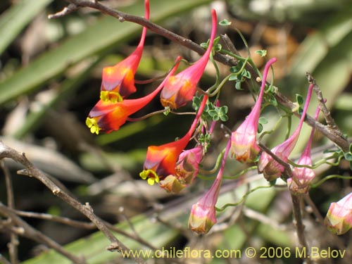 Bild von Tropaeolum tricolor (Soldadito rojo / Relicario). Klicken Sie, um den Ausschnitt zu vergrössern.