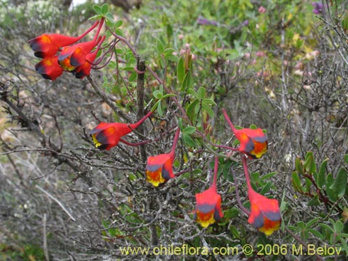 Фотография Tropaeolum tricolor (Soldadito rojo / Relicario). Щелкните, чтобы увеличить вырез.