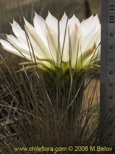 Image of Echinopsis chiloensis ssp. littoralis (Quisco costero). Click to enlarge parts of image.