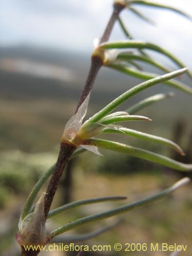 Imágen de Planta no identificada sp. #2376 (). Haga un clic para aumentar parte de imágen.