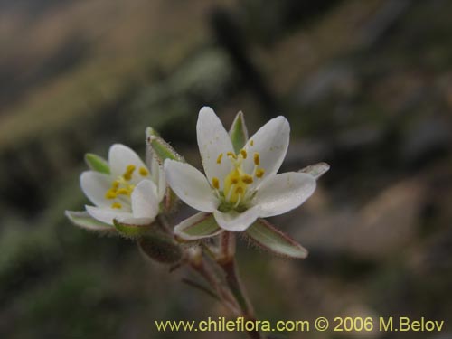 Imágen de Planta no identificada sp. #2376 (). Haga un clic para aumentar parte de imágen.