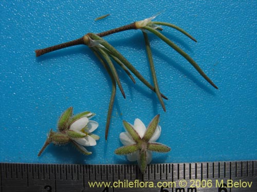 Image of Unidentified Plant sp. #2376 (). Click to enlarge parts of image.