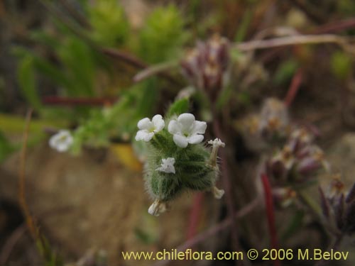 Image of Cryptantha sp.   #1592 (). Click to enlarge parts of image.