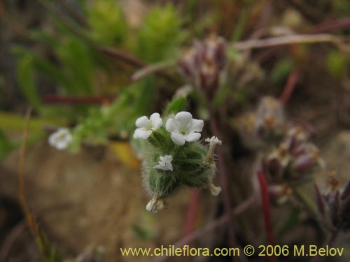 Cryptantha sp. #1592の写真