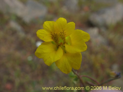 Image of Tropaeolum hookerianum var. hookerianum (). Click to enlarge parts of image.