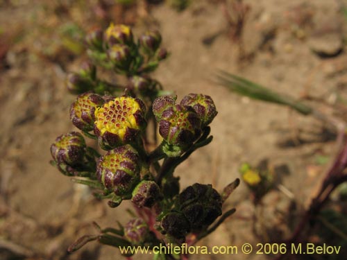 Asteraceae sp. #2379の写真