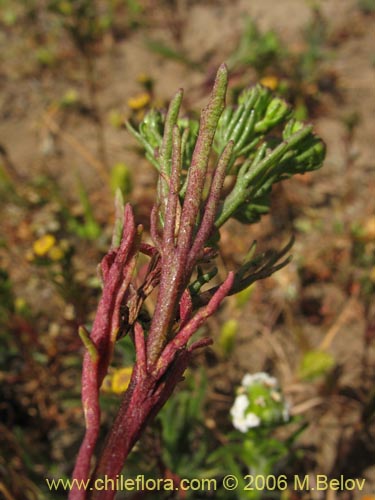Image of Unidentified Plant sp. #2379 (). Click to enlarge parts of image.