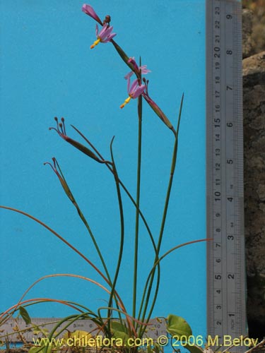 Sisyrinchium scirpoideum var. scirpoideumの写真