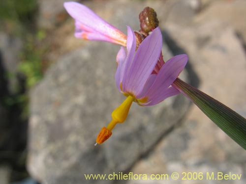 Фотография Sisyrinchium scirpoideum var. scirpoideum (). Щелкните, чтобы увеличить вырез.