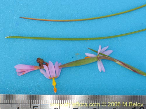 Sisyrinchium scirpoideum var. scirpoideum的照片