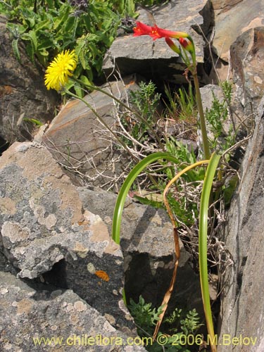 Imágen de Phycella bicolor (Azucena del diablo). Haga un clic para aumentar parte de imágen.