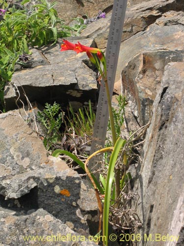 Bild von Phycella bicolor (Azucena del diablo). Klicken Sie, um den Ausschnitt zu vergrössern.