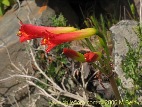 Imágen de Phycella bicolor (Azucena del diablo). Haga un clic para aumentar parte de imágen.