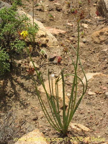 Imágen de Oxalis maritima (). Haga un clic para aumentar parte de imágen.